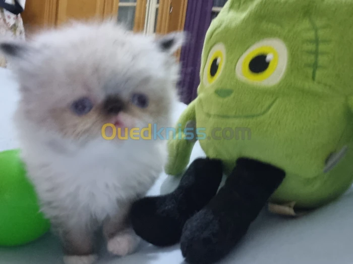 Chatton piki Face