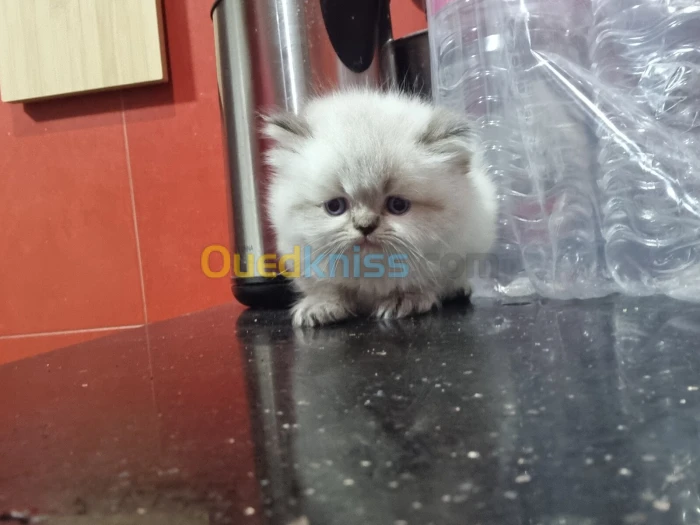 Chaton persan et piki face à vendre