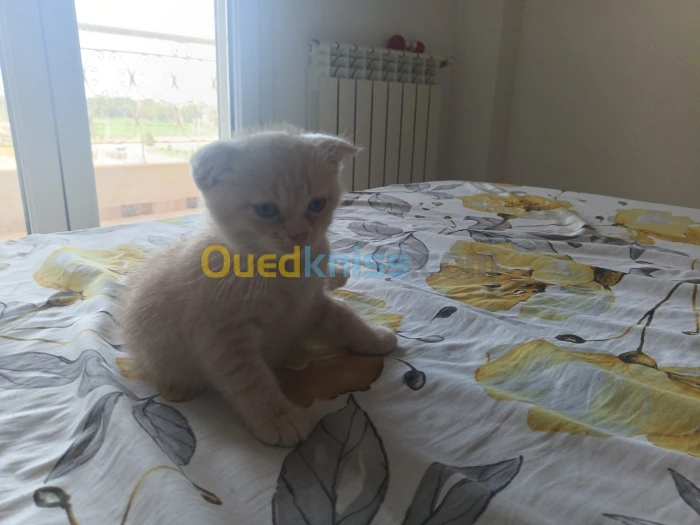 Chaton scotiche