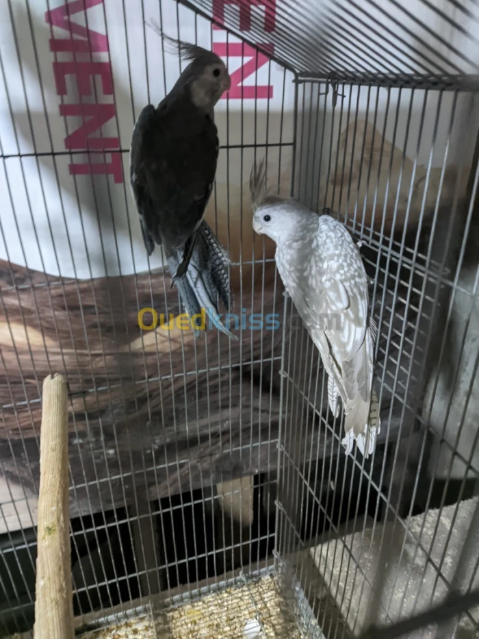 Couple calopsitte