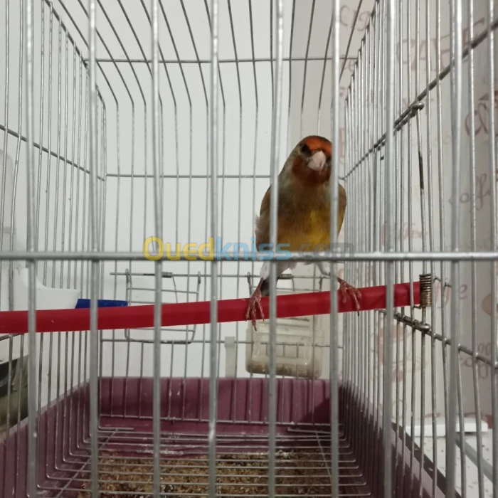 ميلي مقنين (يماه جاسب)