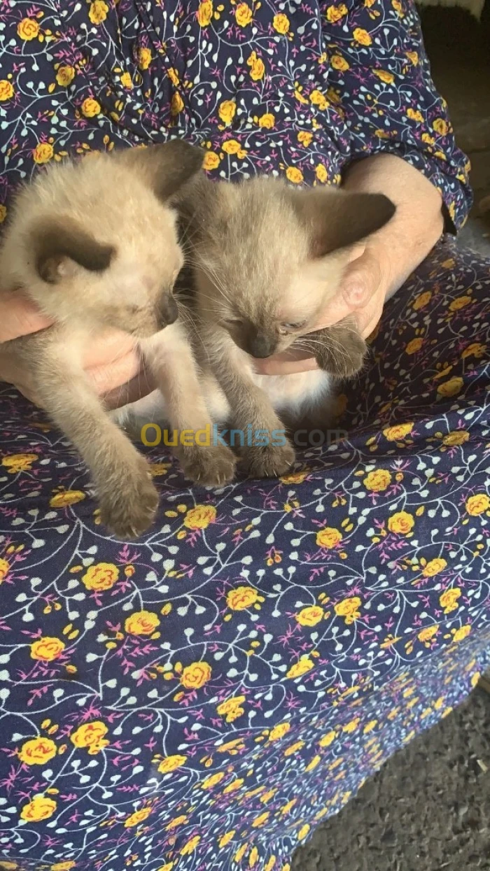 2 chatons siamois