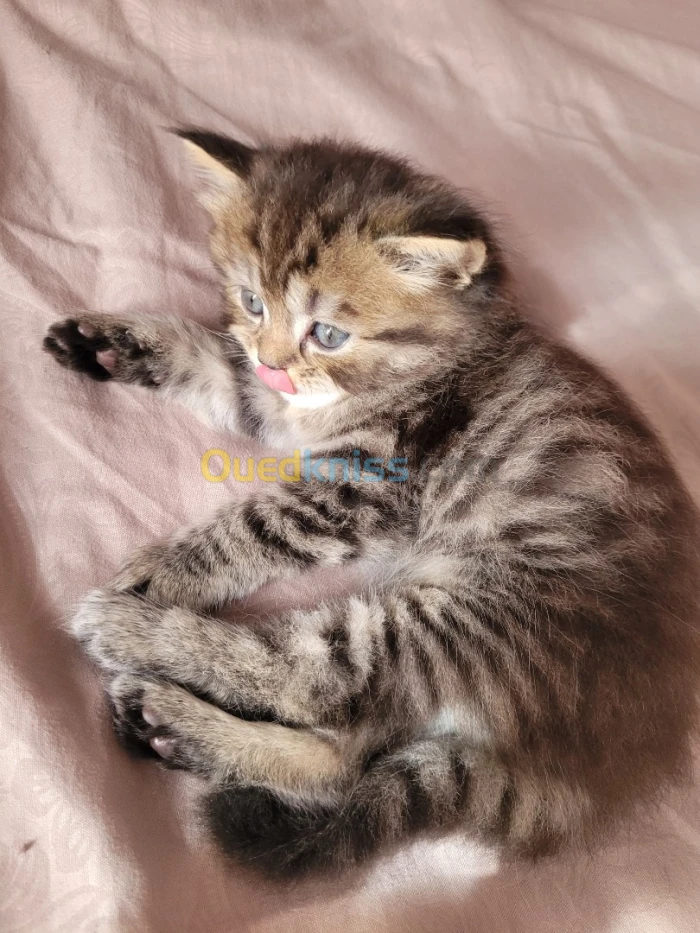Chat persan