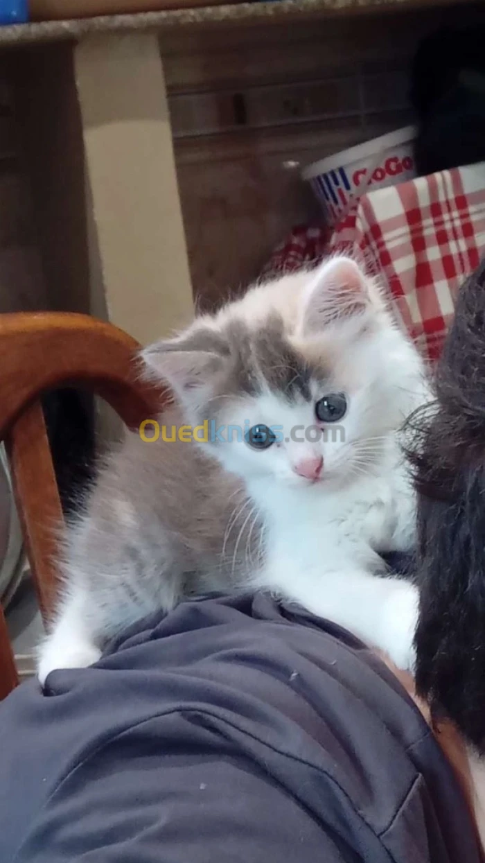 Chat a vendre
