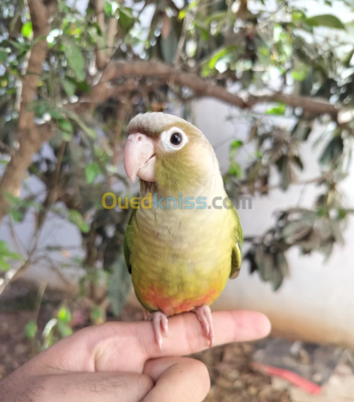Conure Ananas 