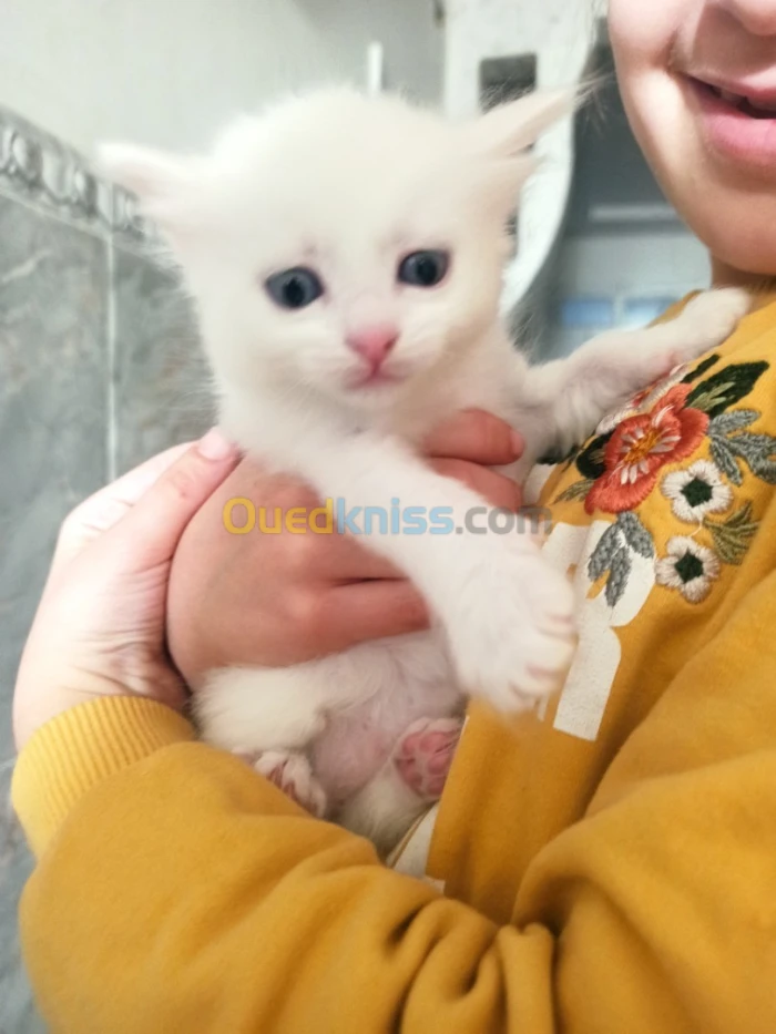 Chat angora turc