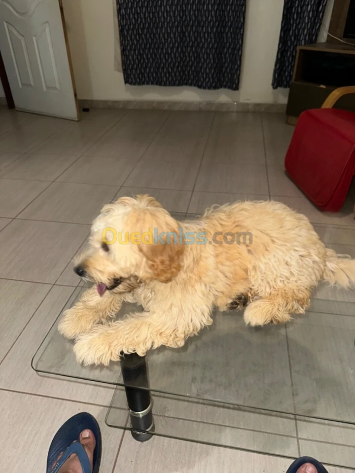 Caniche bichon maltais