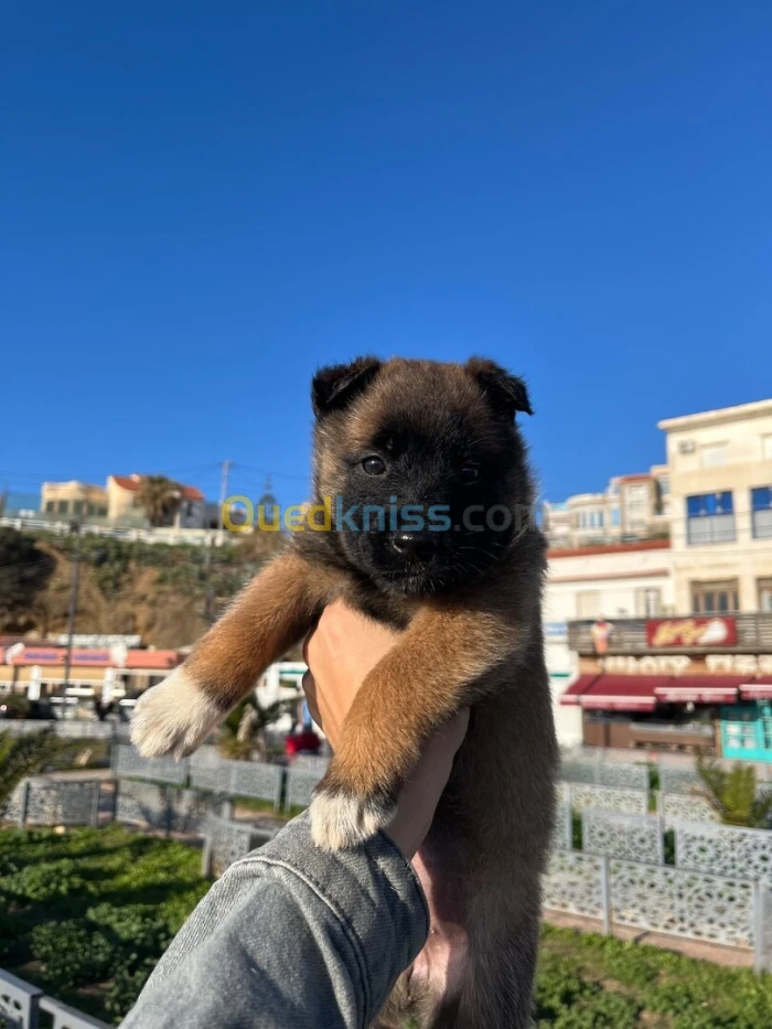 Chiot femelle malinois gendarme 40jr plus de photo sur whatsup