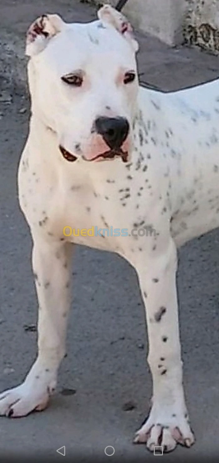 Top Femelle dog argentin 10 mois