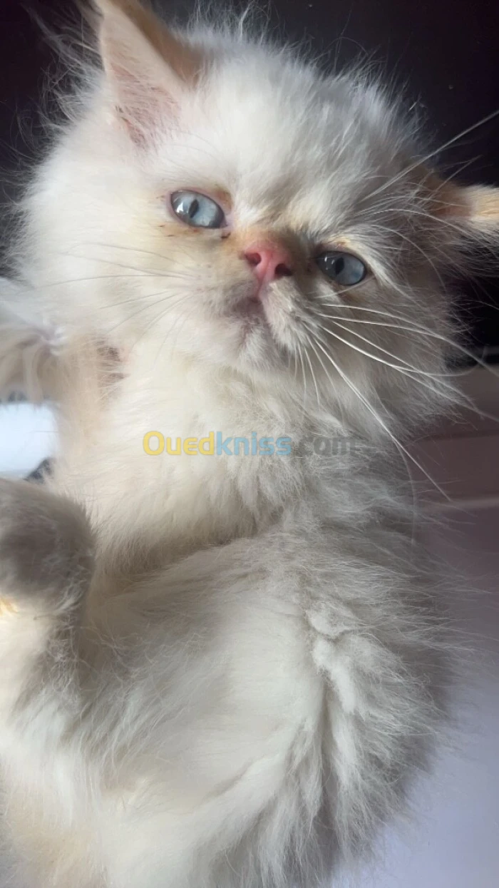 Himalayenne 
