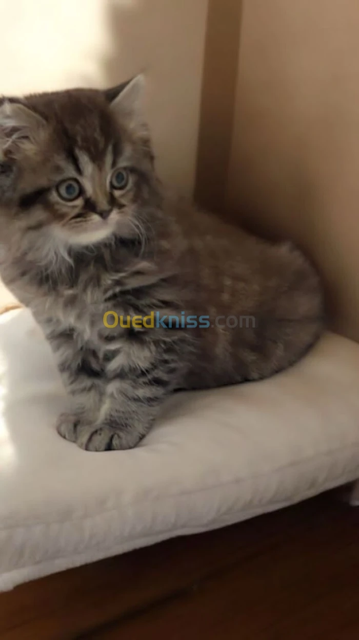 Vendre chaton persan malle