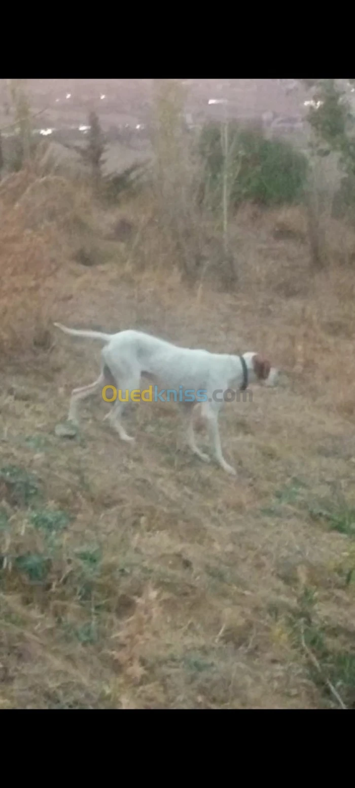 Chien de chasse Pointer Anglais 
