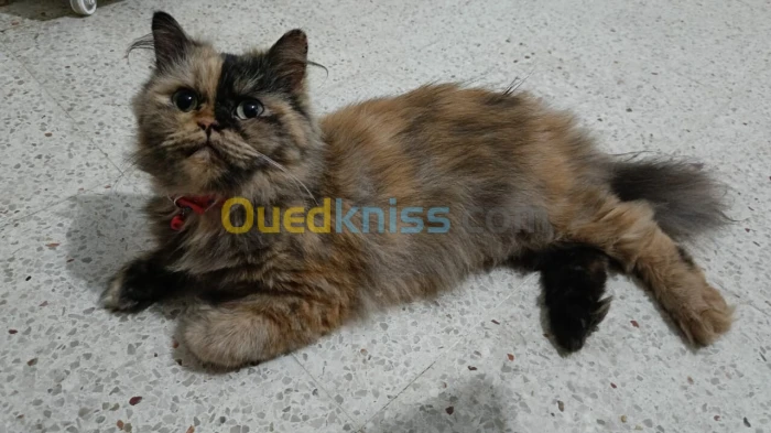 Chatte Persane Pure Race 