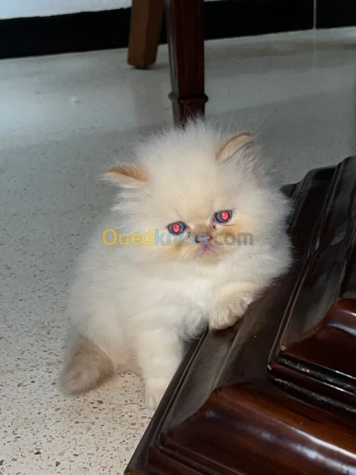 Des chatons person pake face age 1 mois