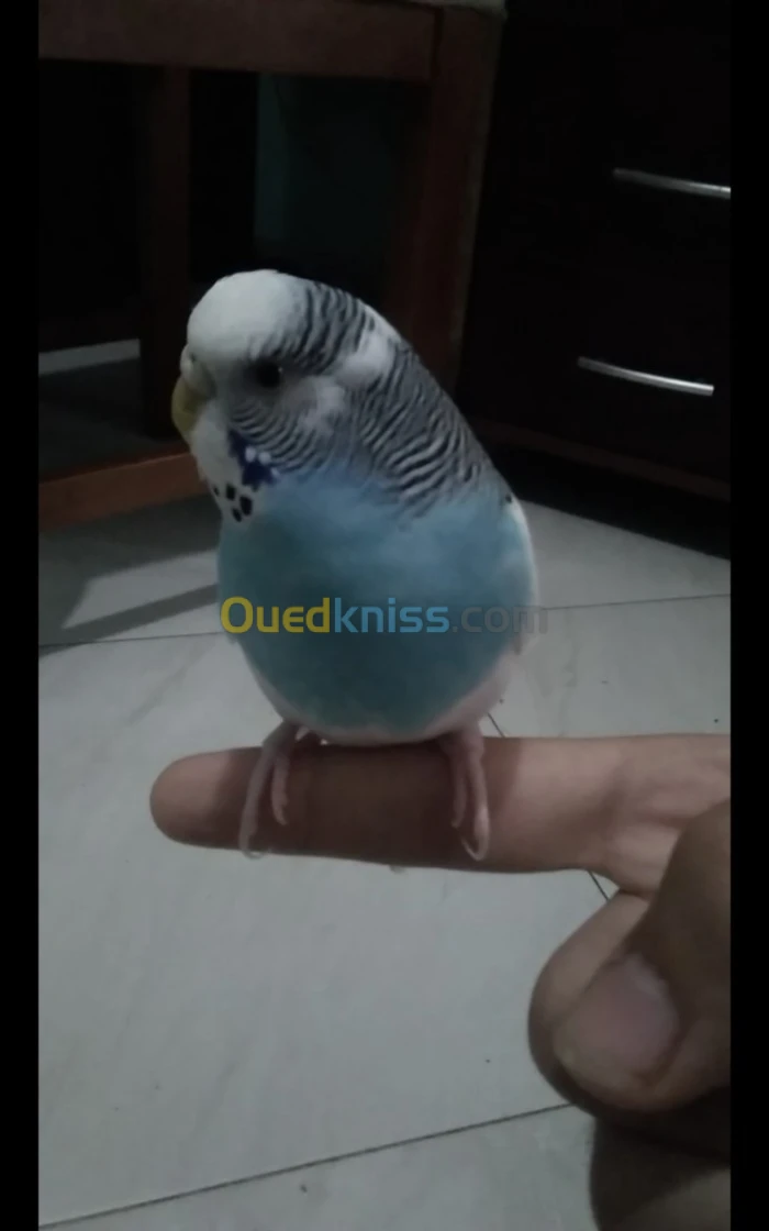 بادجي مروض