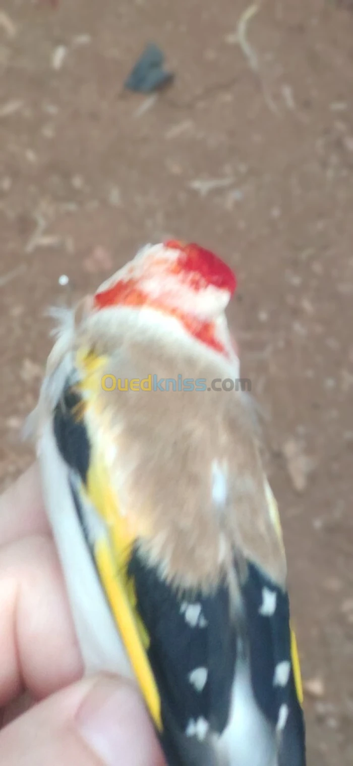 ماجور راس ابيض