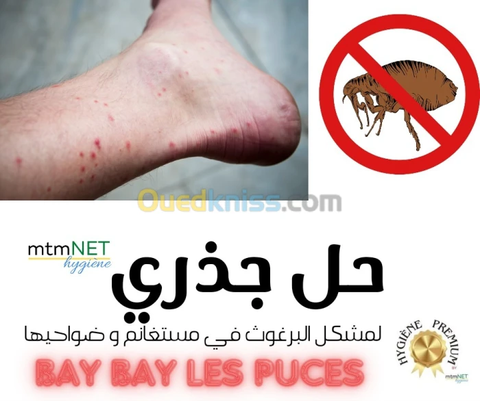 Service d'extermination des puces à mostaganem البرغوث