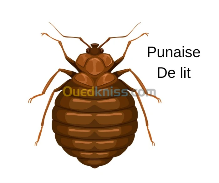 Extermination radicale des punaises de lit à sidi belabess 