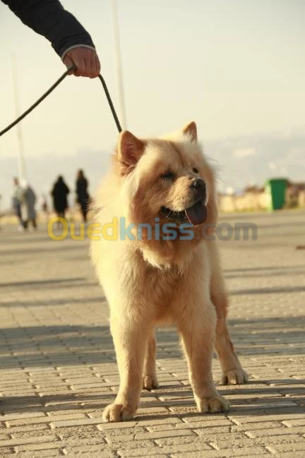 Chow-chow