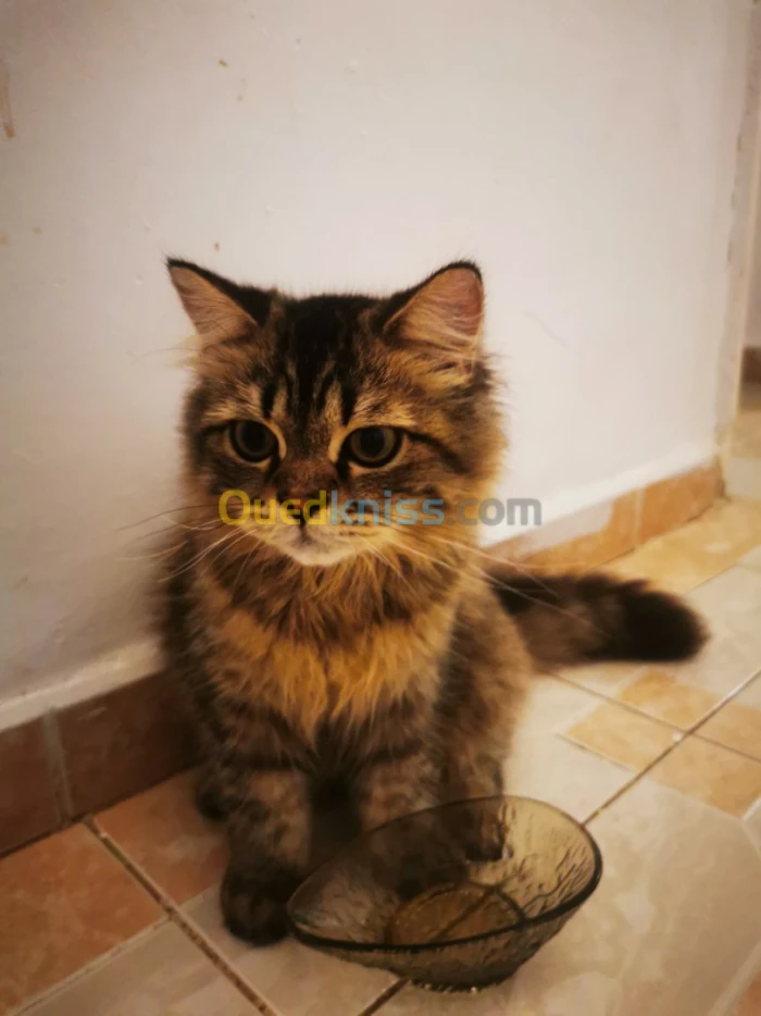 Chat persan chenchila