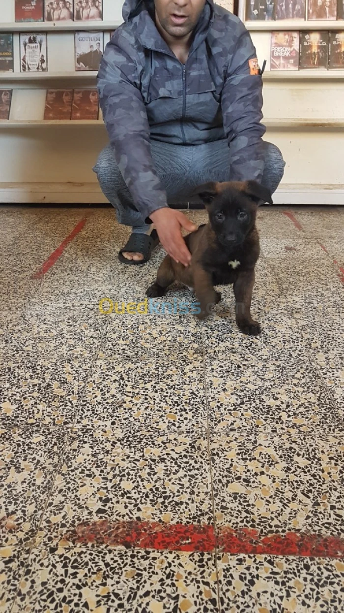 malinois charbonné top de top à vendre âge 57 jours