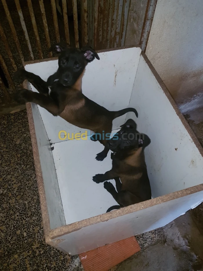 3 malinois à vendre top de top une charbonner deux femelles malinois bleu mexicain