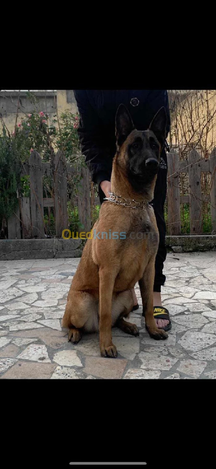 Vent chien malinois 2 ans 