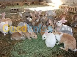 ارانب للبيع