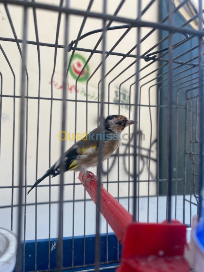 مقنين للبيع مال حاجا شابا