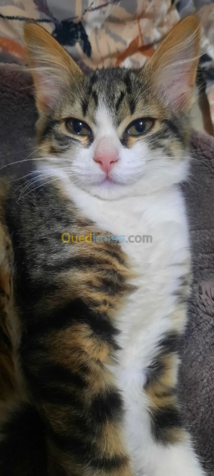 Chat à adopter