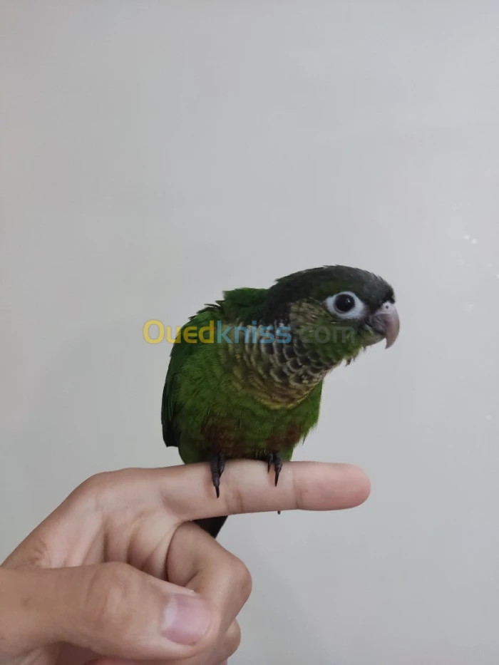 Perroquet conure