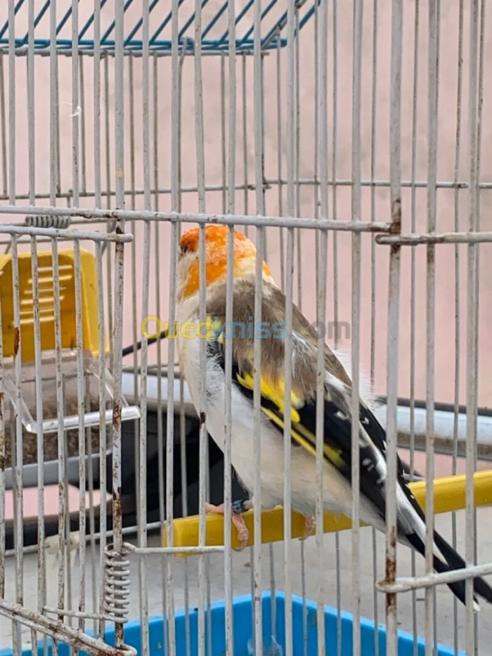 Chardonnerets mutation top 