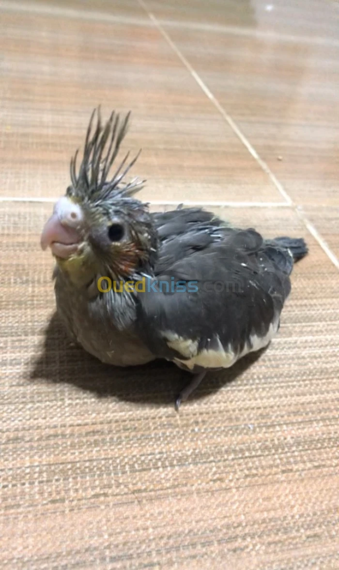 Bébé calopsitte oiseau