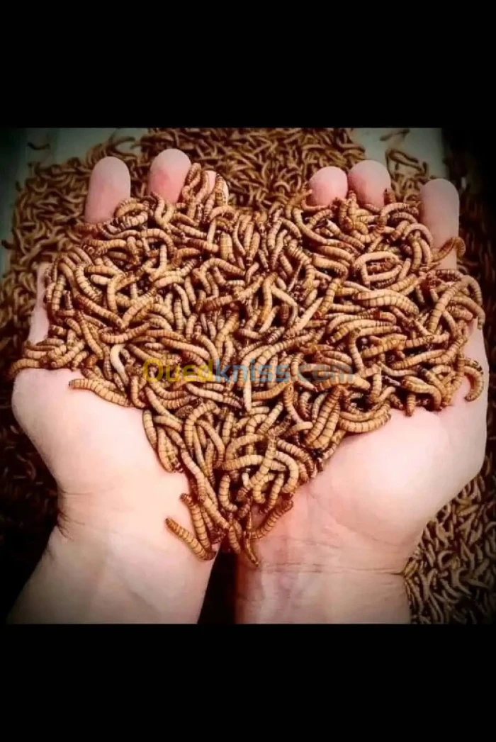 دود القبابي 