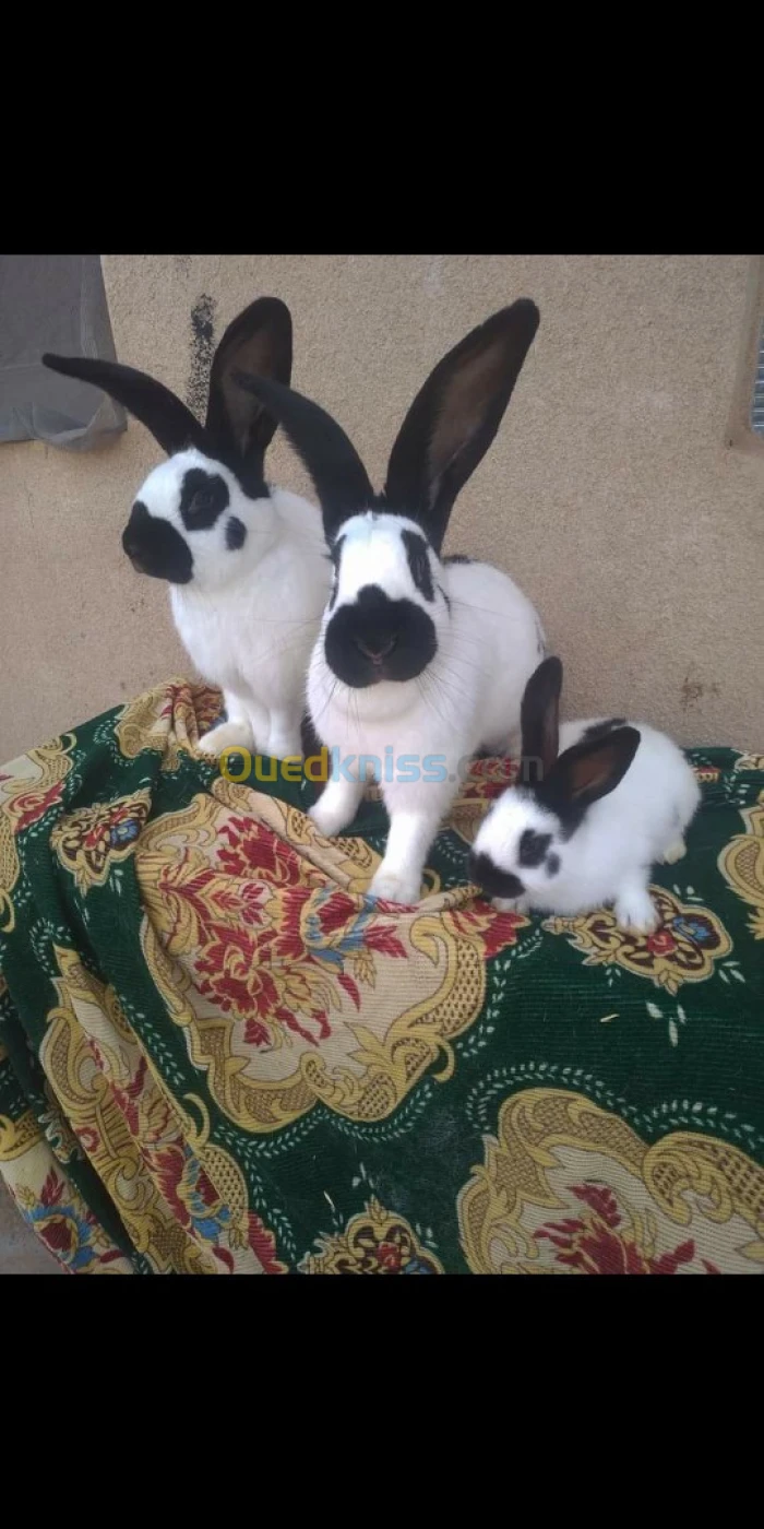 Lapin papillon pure race