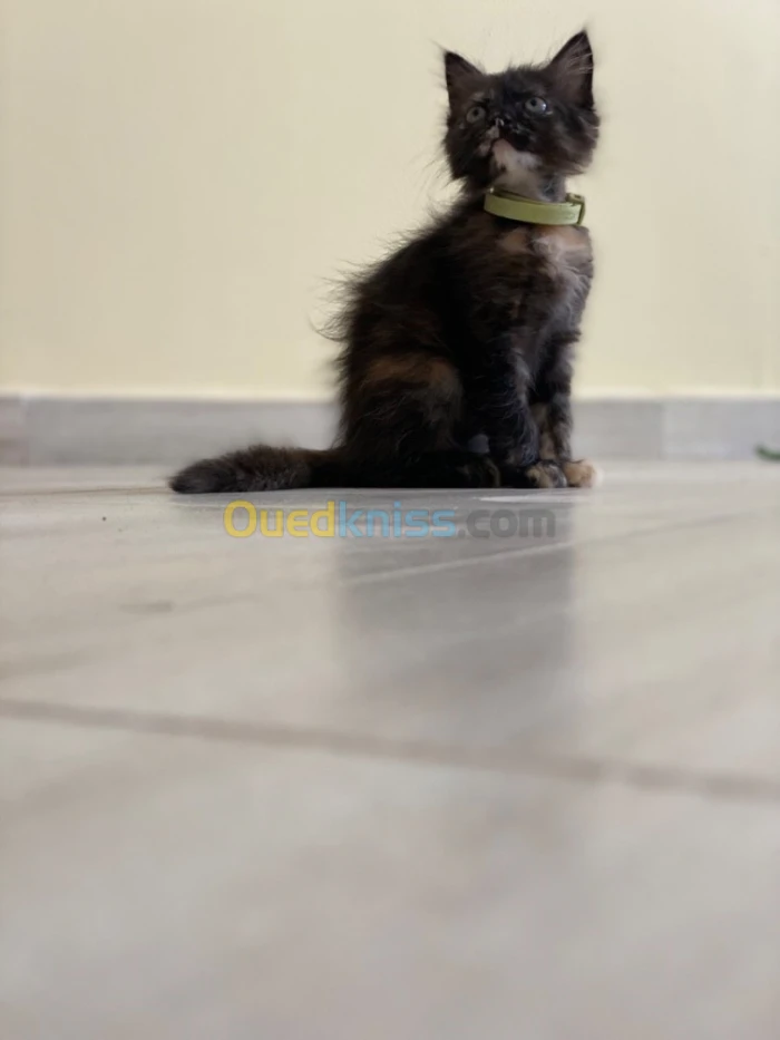 Chat chatton persan