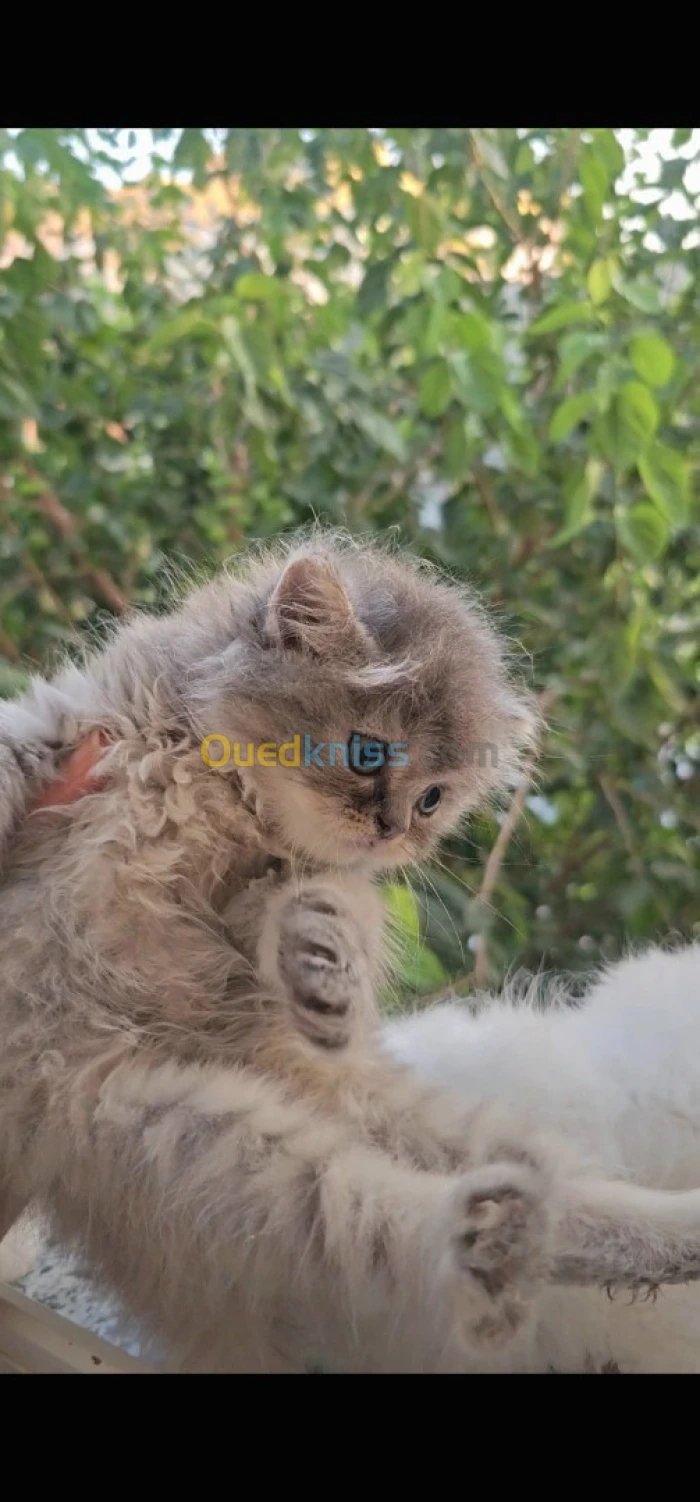 Chat persan chirazi