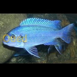 Zebra bleu