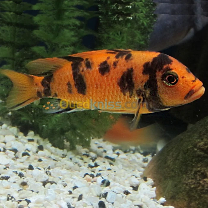 Poisson zebra ob