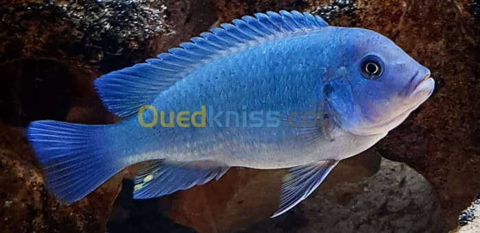 Poisson zebra bleu