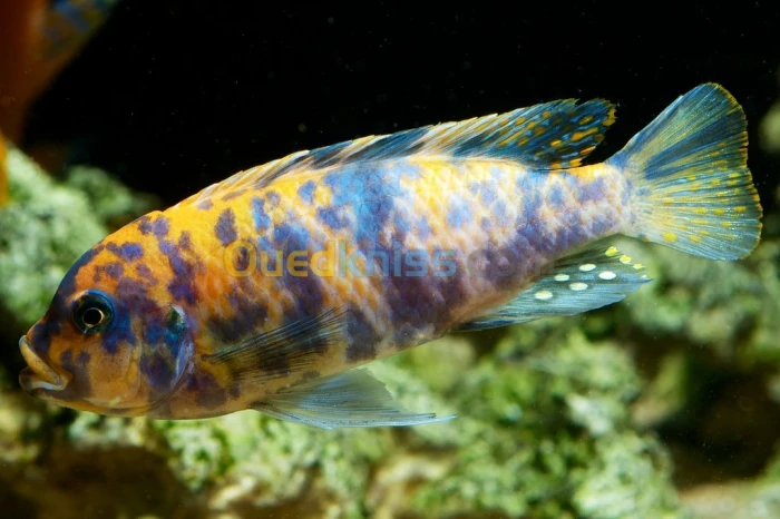 Poisson zebra ob
