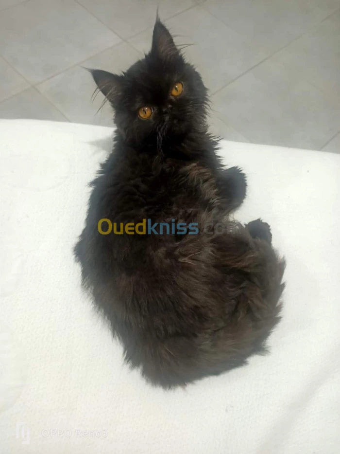 Chat persan
