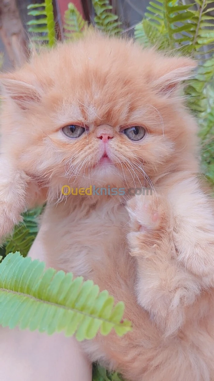 Femelle peke face