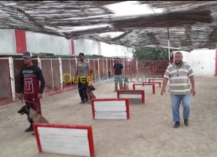 مركز تدريب الكلاب لنبيل بن عامر 