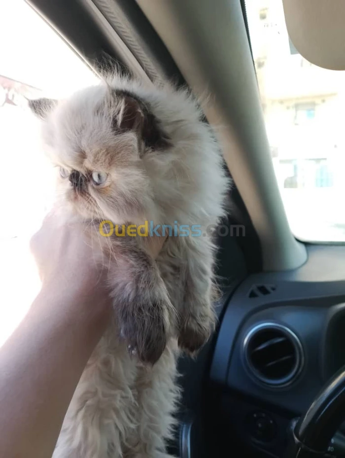 Chaton persan