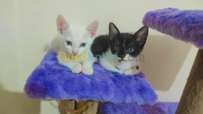 Chattons pour adoption قطط للتبني