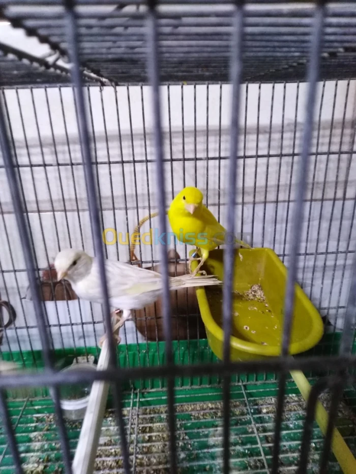 J'ai des canari de rasse