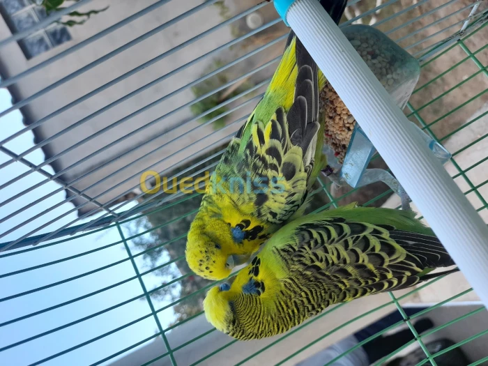 Couple perruches anglais زوج بادجي إنجليزي واجدين او والدين من قبل