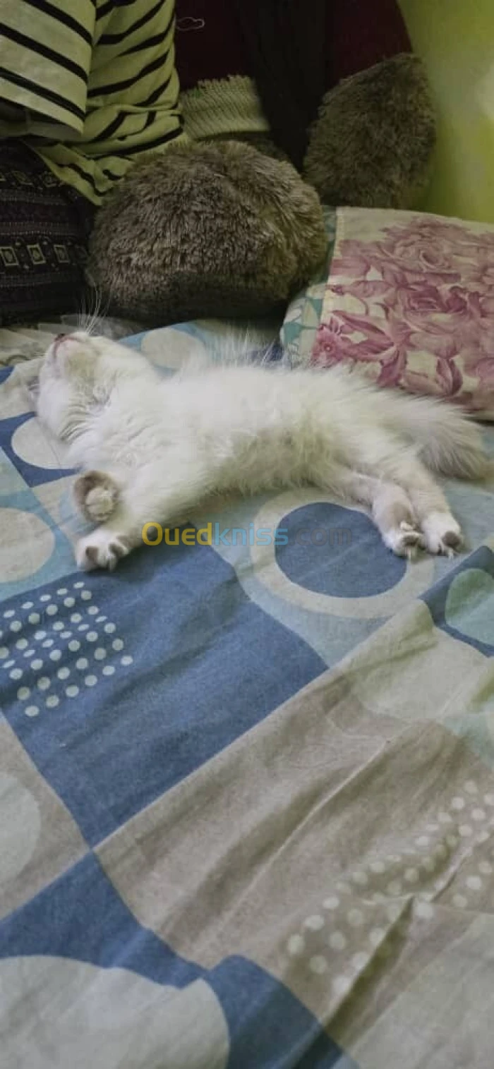 chat persan femelle