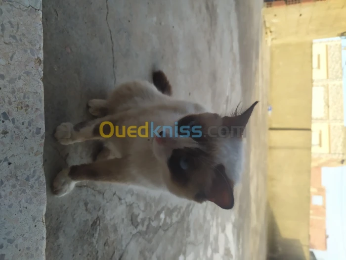 Chat siamoi